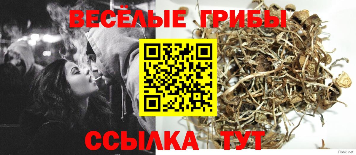Сухой Лог  Псилоцибиновые грибы Psilocybine cubensis  Вход с VPN  Псилоцибиновые грибы Psilocybe 